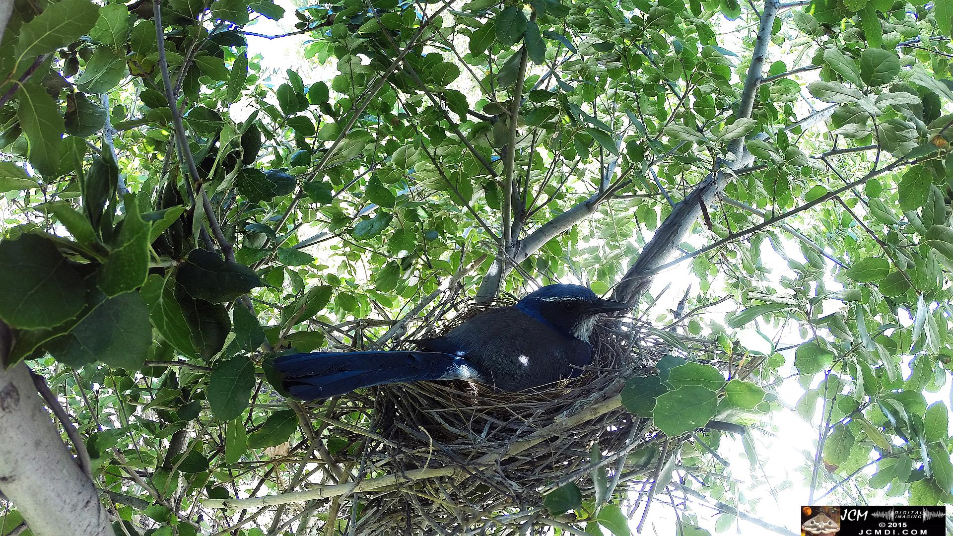 Scrub Jay wide view female in nest